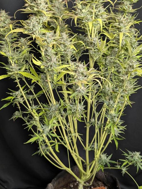 Frosted Guava Autoflowering. Week 10