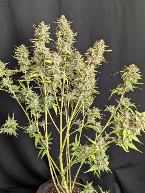 Frosted Guava Auto x2. Week 10 - 1