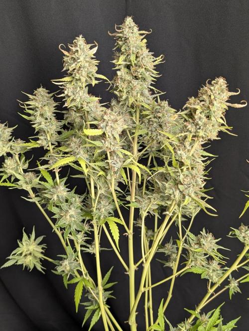 Frosted Guava Auto x2. Week 10