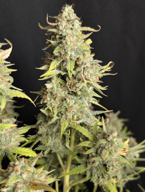 Frosted Guava Auto x2. Week 10