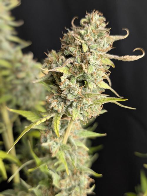Frosted Guava Auto x2. Week 10