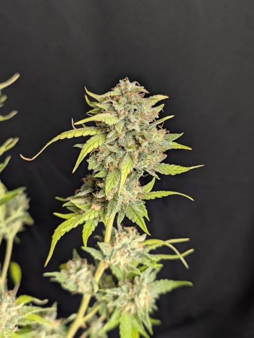 Frosted Guava Auto x2. Week 10