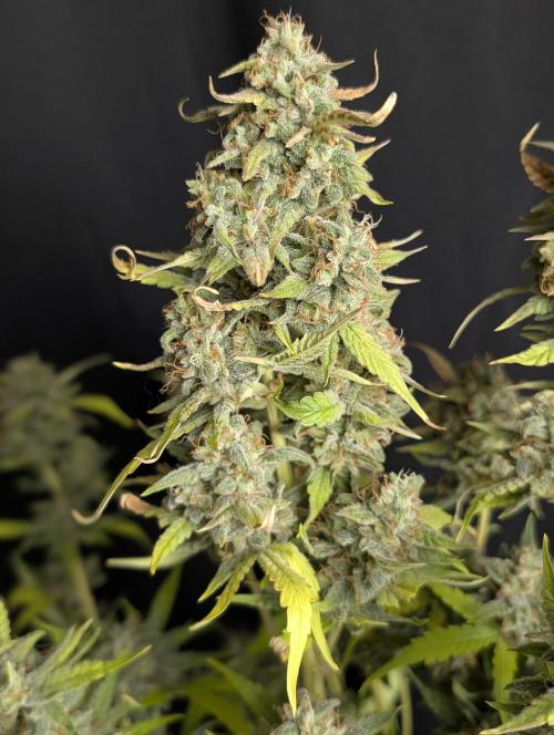 Frosted Guava Auto x2. Week 10