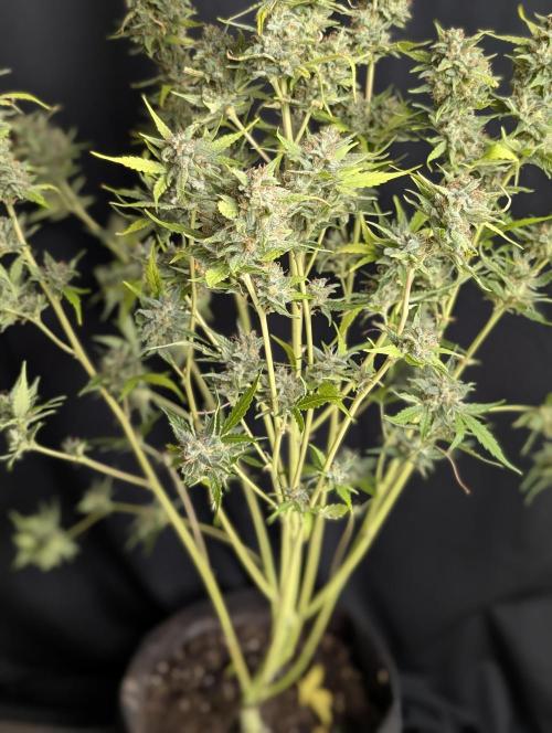 Frosted Guava Auto x2. Week 10