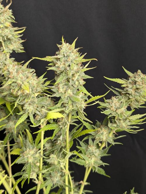 Frosted Guava Auto x2. Week 10