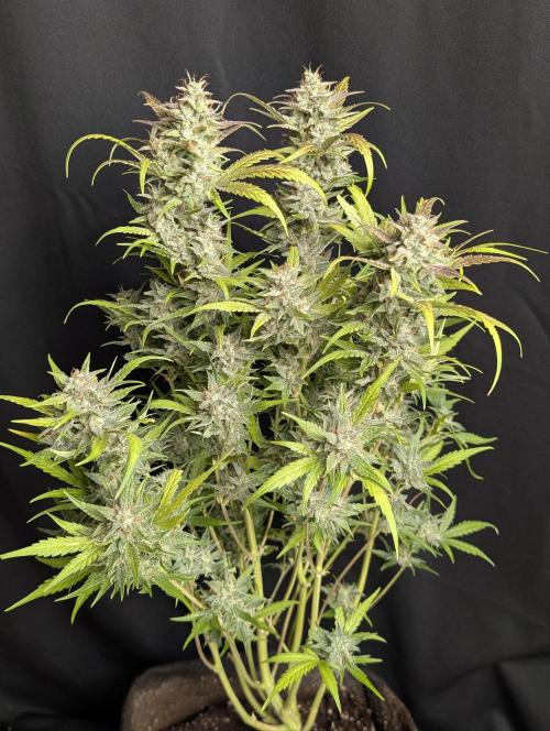 Frosted Guava Auto x2. Week 10 - 2