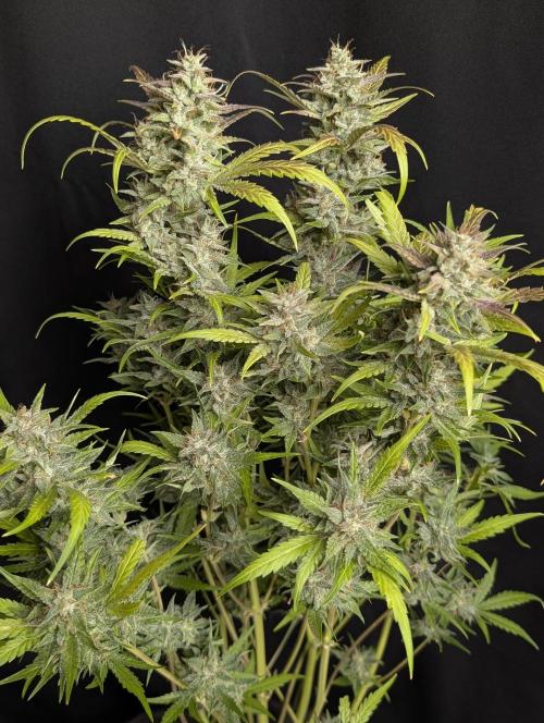 Frosted Guava Auto x2. Week 10