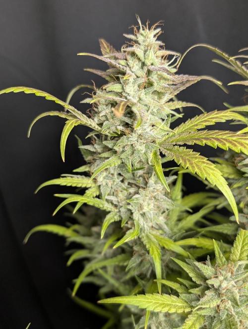 Frosted Guava Auto x2. Week 10