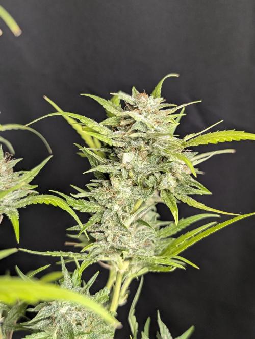 Frosted Guava Auto x2. Week 10