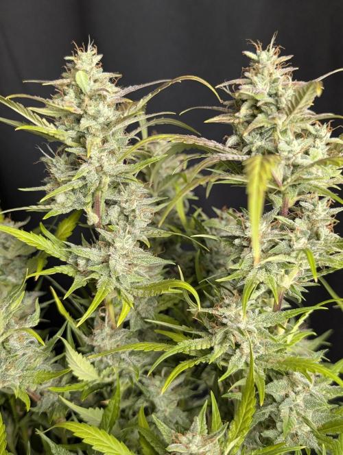 Frosted Guava Auto x2. Week 10