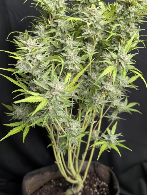 Frosted Guava Autoflowering. Week 10