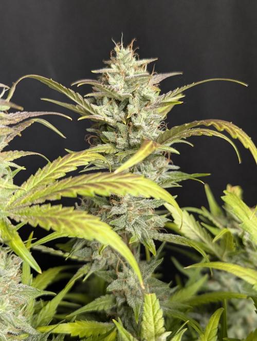 Frosted Guava Auto x2. Week 10
