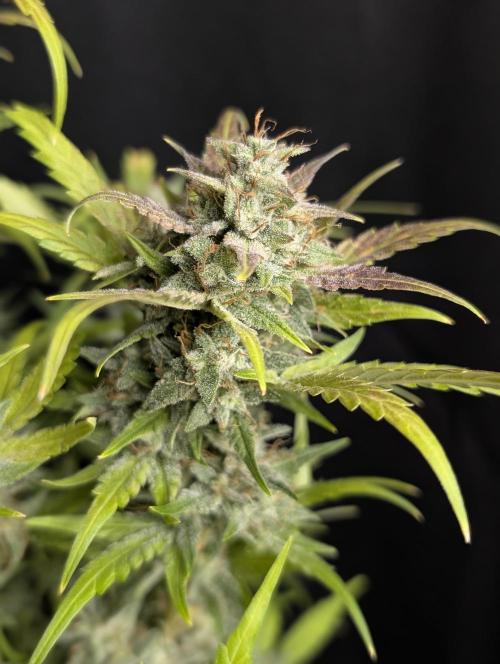 Frosted Guava Auto x2. Week 10