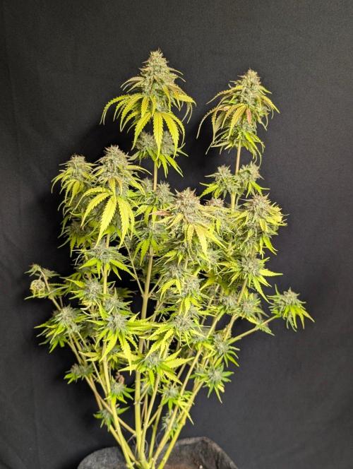 Guava X Gelato 41 x4. Week 11 - 1