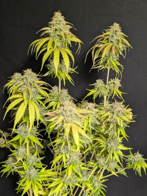 Guava X Gelato 41 x4. Week 11