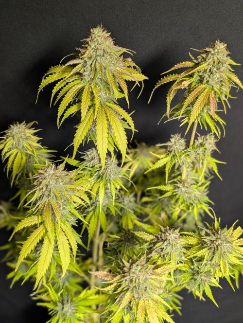 Guava X Gelato 41 x4. Week 11
