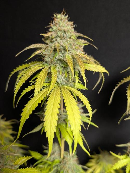Guava X Gelato 41 x4. Week 11