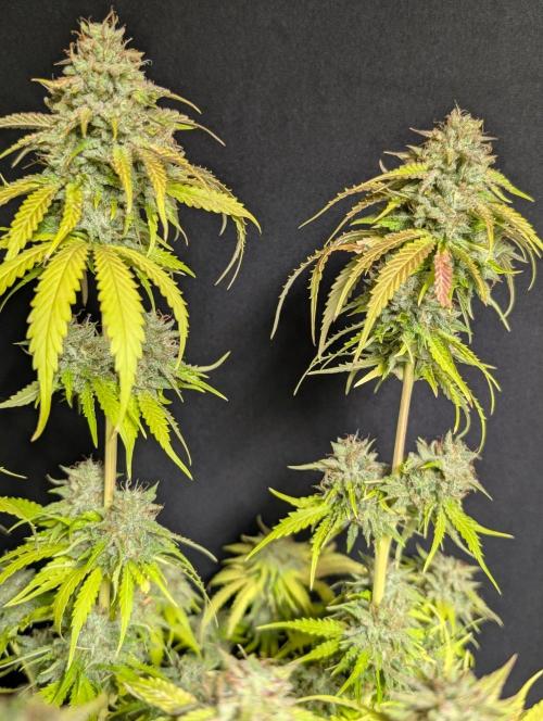 Guava X Gelato 41 x4. Week 11