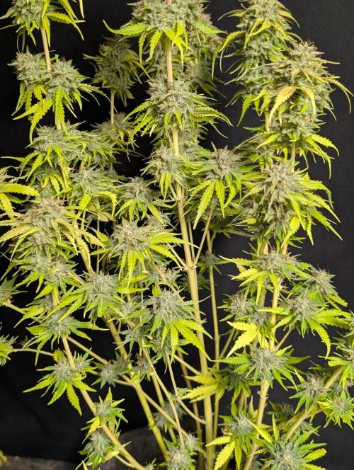 Guava X Gelato 41 x4. Week 11