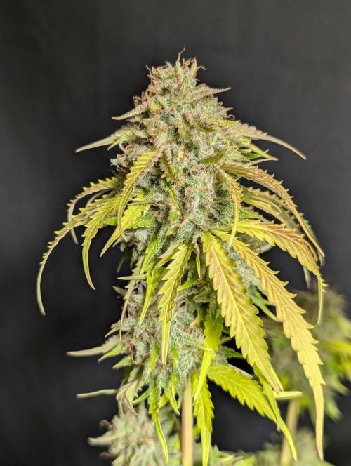 Guava X Gelato 41 x4. Week 11