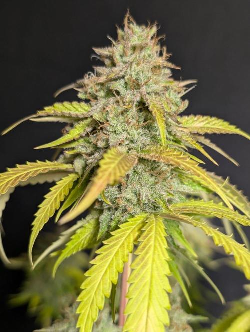 Guava X Gelato 41 x4. Week 11