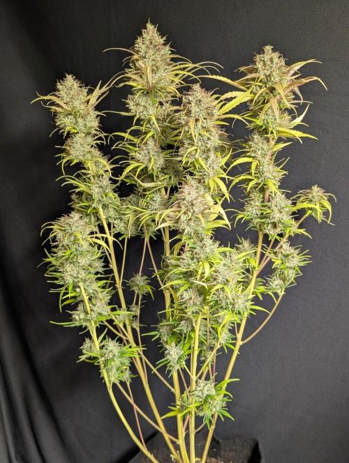 Guava X Gelato 41 x4. Week 11 - 2