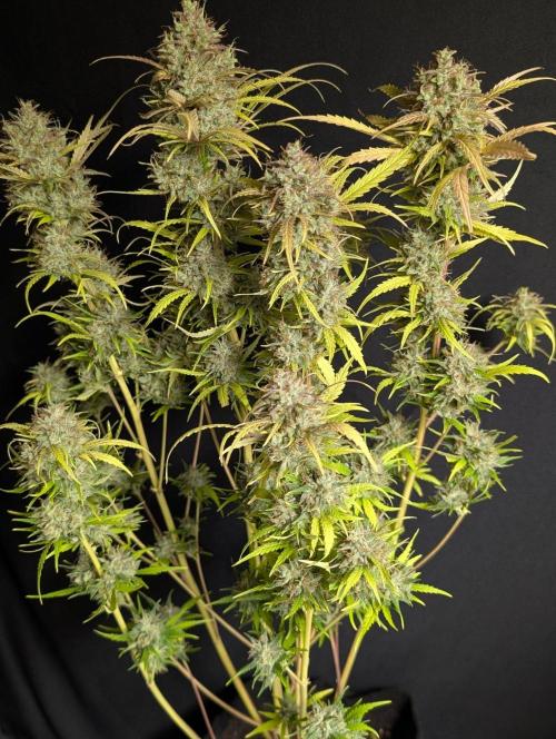 Guava X Gelato 41 x4. Week 11