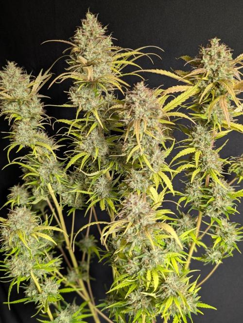 Guava X Gelato 41 x4. Week 11