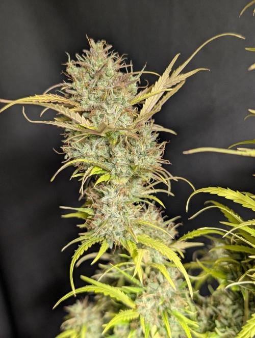 Guava X Gelato 41 x4. Week 11