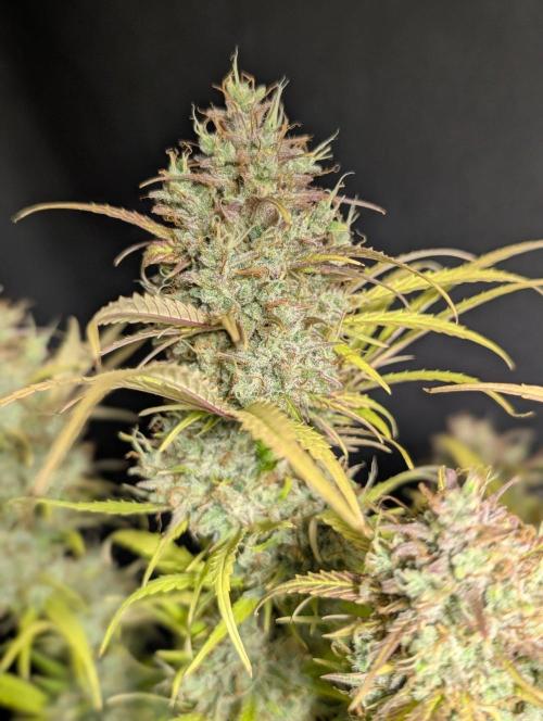 Guava X Gelato 41 x4. Week 11