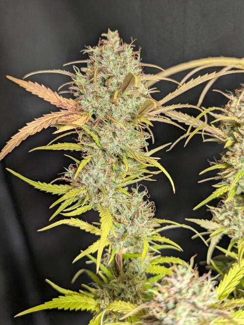 Guava X Gelato 41 x4. Week 11