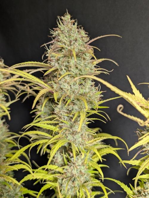 Guava X Gelato 41 x4. Week 11