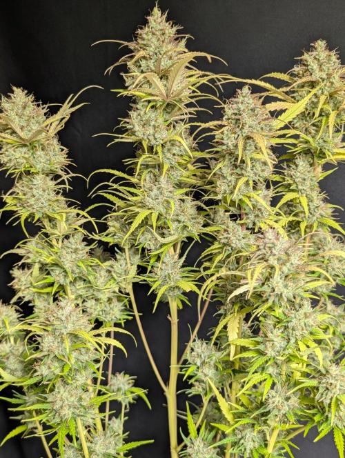 Guava X Gelato 41 x4. Week 11