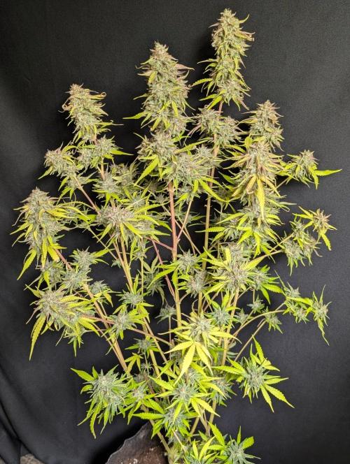 Guava X Gelato 41 x4. Week 11 - 3