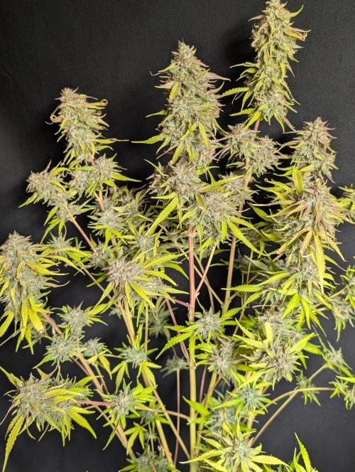 Guava X Gelato 41 x4. Week 11