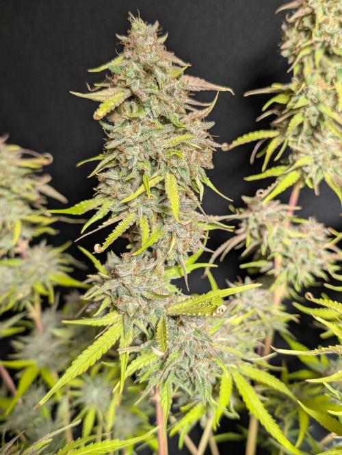 Guava X Gelato 41 x4. Week 11