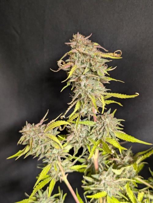 Guava X Gelato 41 x4. Week 11