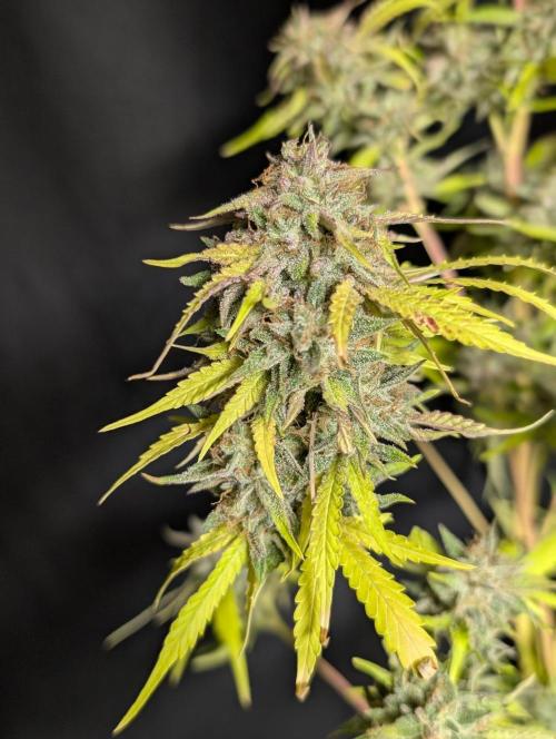 Guava X Gelato 41 x4. Week 11