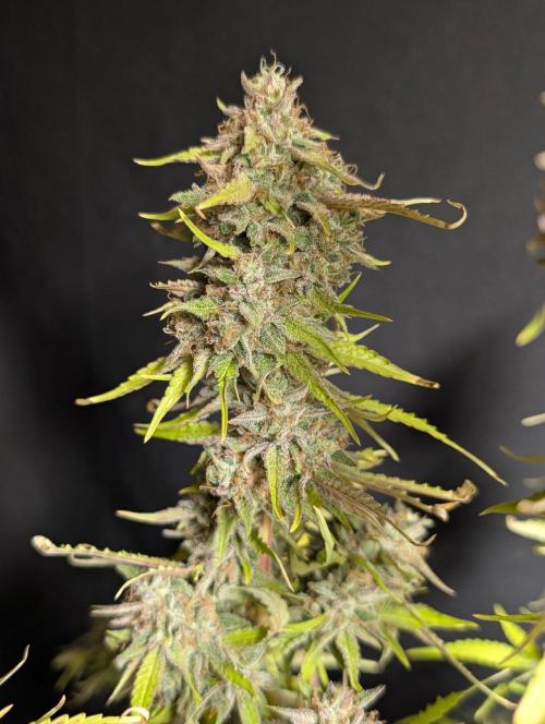 Guava X Gelato 41 x4. Week 11
