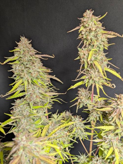 Guava X Gelato 41 x4. Week 11