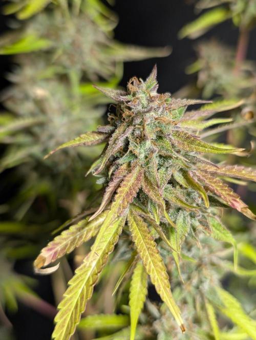 Guava X Gelato 41 x4. Week 11