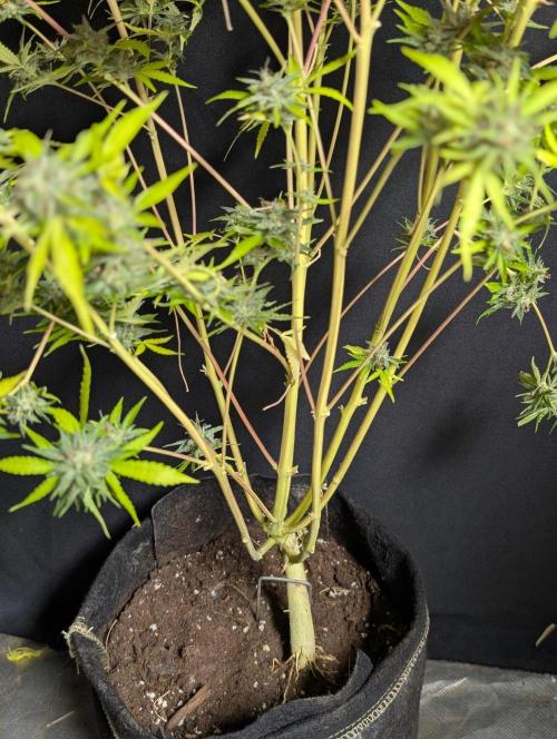 Guava X Gelato 41 x4. Week 11