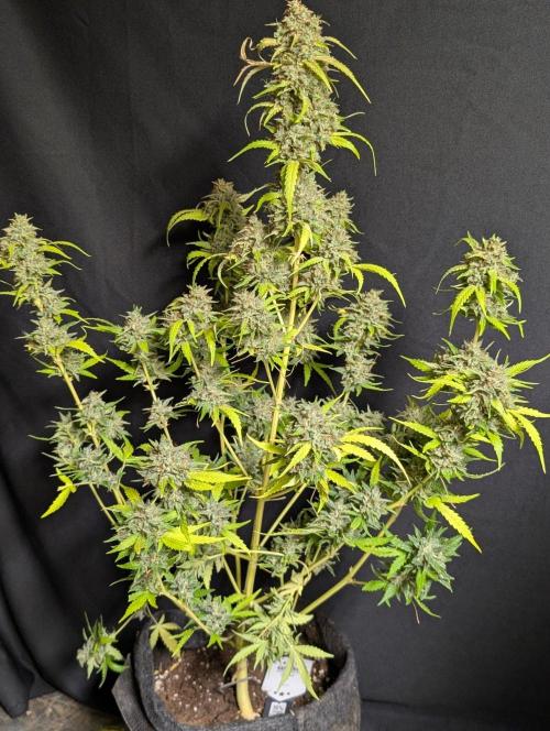Guava X Gelato 41 x3. Week 11 - 1