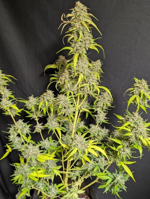Guava X Gelato 41 x3. Week 11