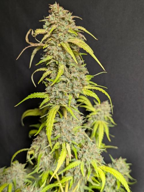 Guava X Gelato 41 x3. Week 11