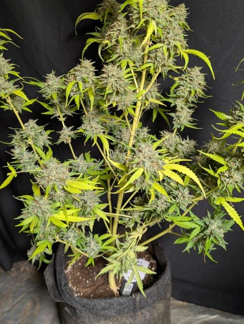 Guava X Gelato 41 x3. Week 11
