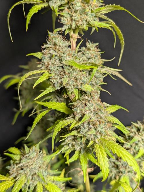 Guava X Gelato 41 x3. Week 11