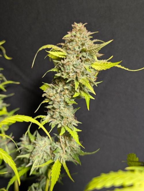 Guava X Gelato 41 x3. Week 11