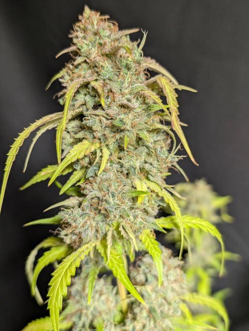 Guava X Gelato 41 x3. Week 11