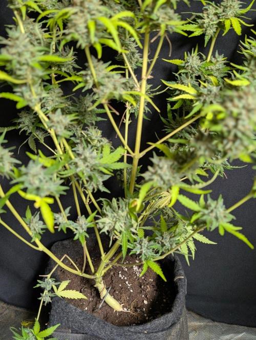 Guava X Gelato 41 x3. Week 11